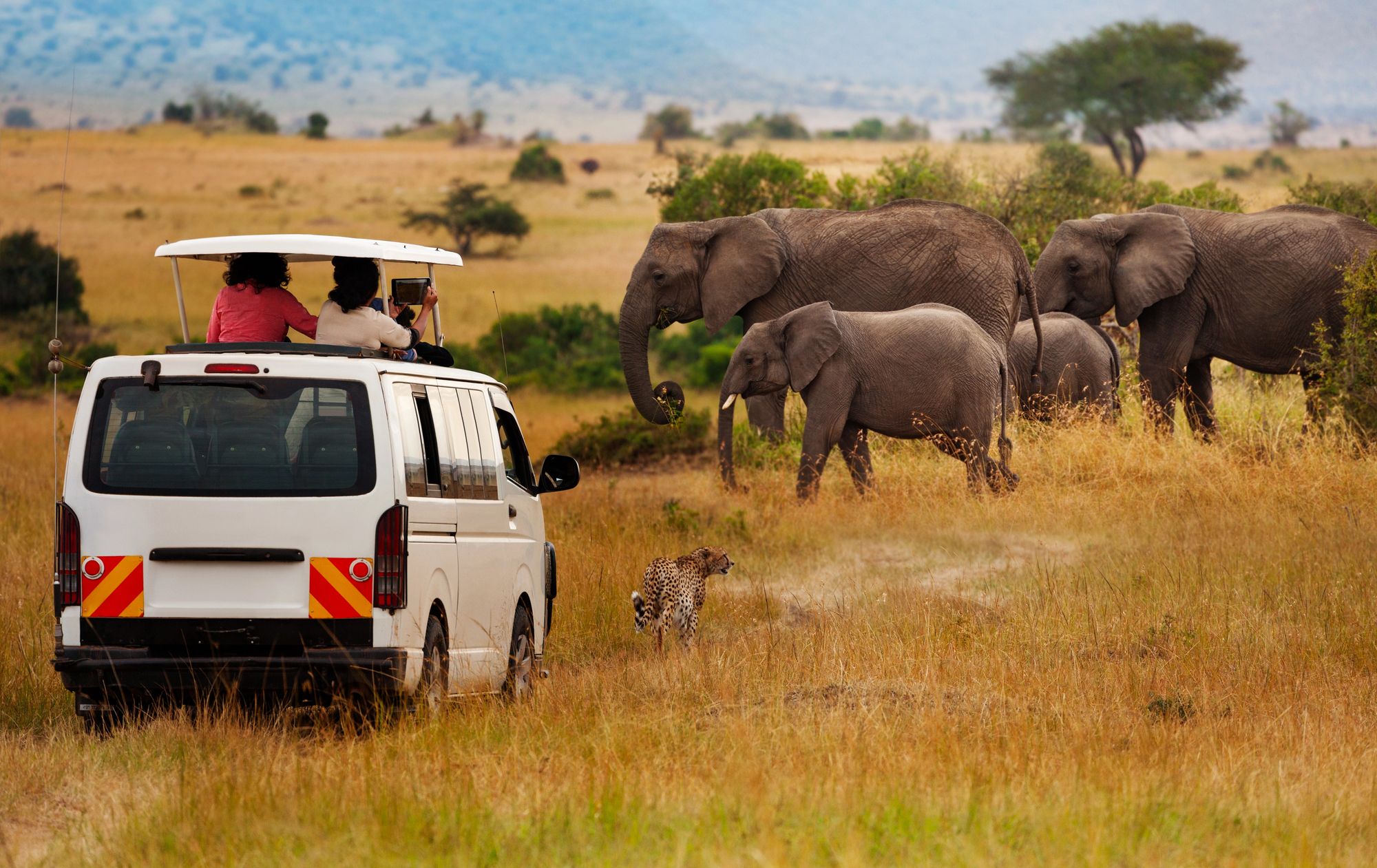 A safari vehicle among elephants, with a cheetah in the foreground